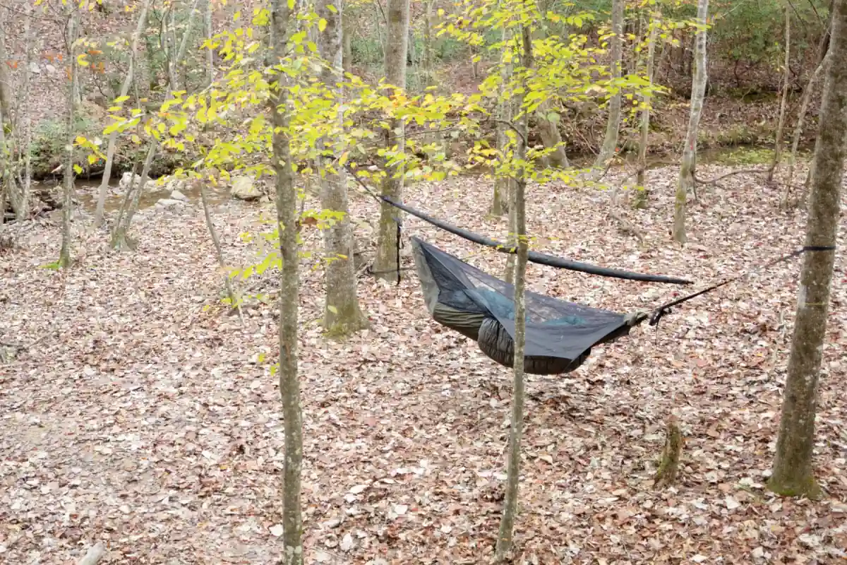 A hammock hung in trees with fresh leaves fallen with the tarp in snake skins for easy deployment