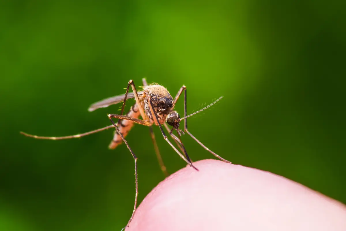 close up of a mosquito on a finger