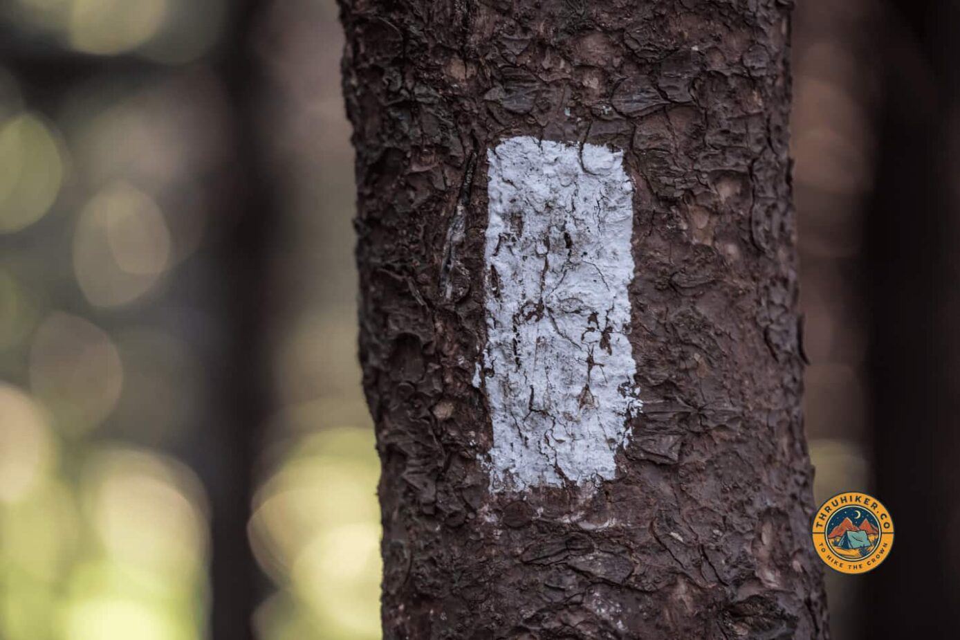 White blaze on a tree showing the path to follow for the Appalachian Trail