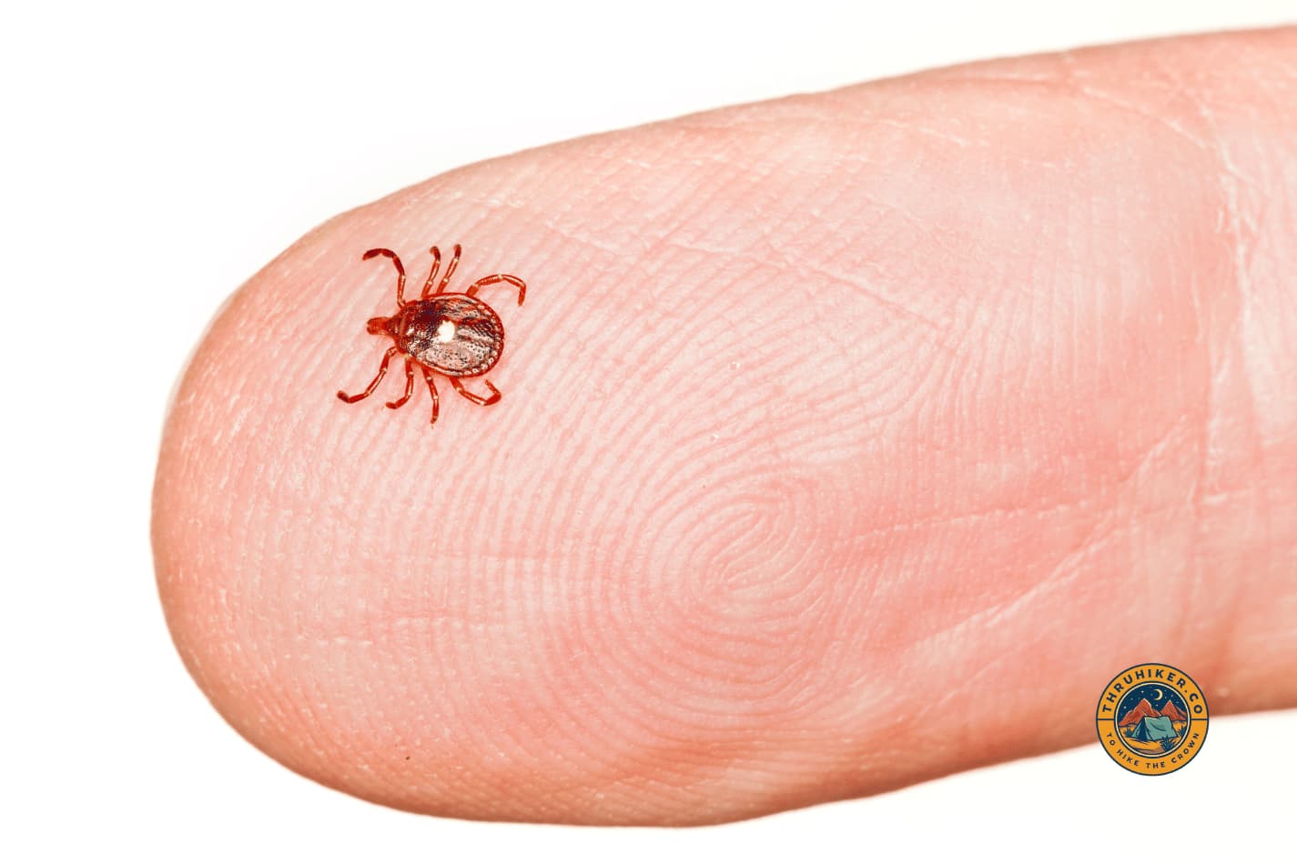 Lone Star tick on a finger showing the size and dangers ticks present