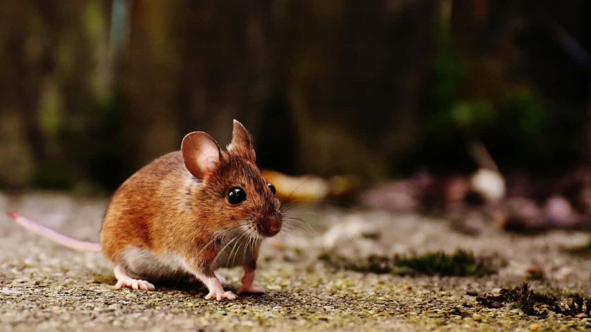 Animals on the Appalachian Trail - Mice