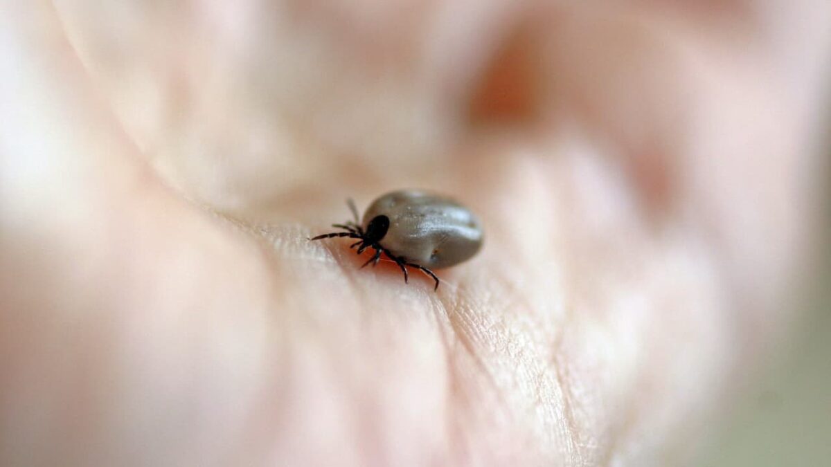 Animals on the Appalachian Trail - Ticks