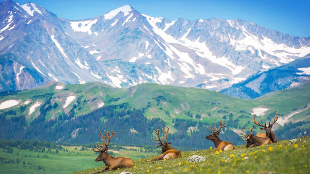 North American Elks In Rocky Mountain Meadows