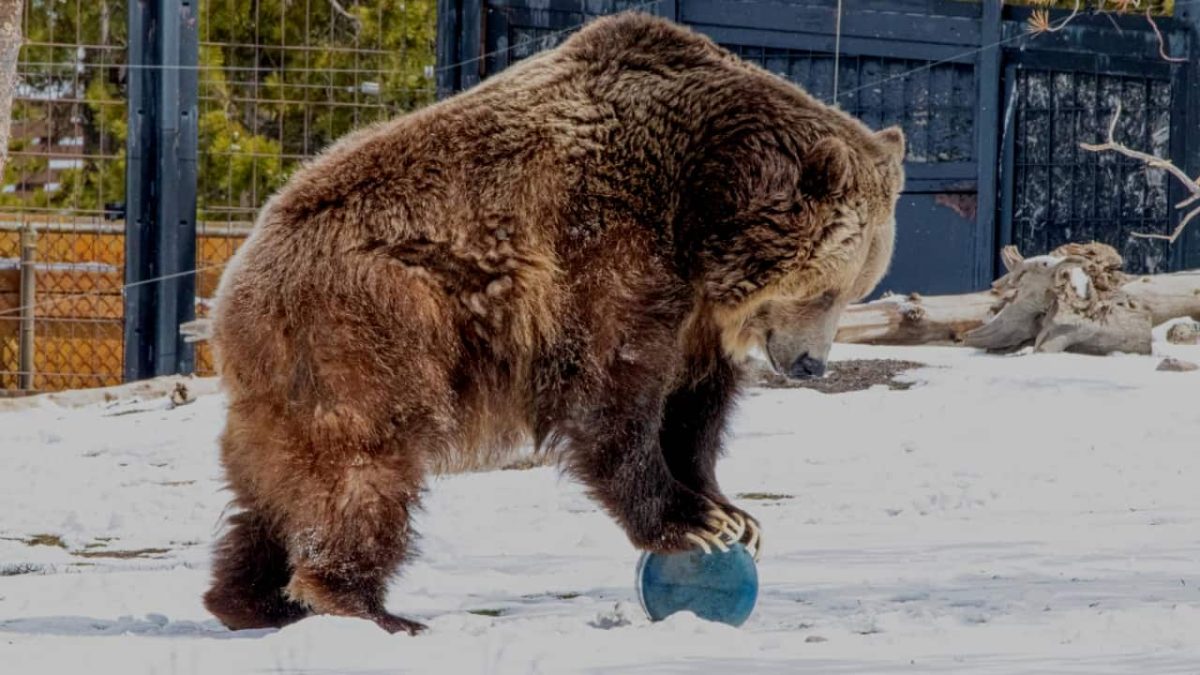 Bear Attacking A Bear Canister