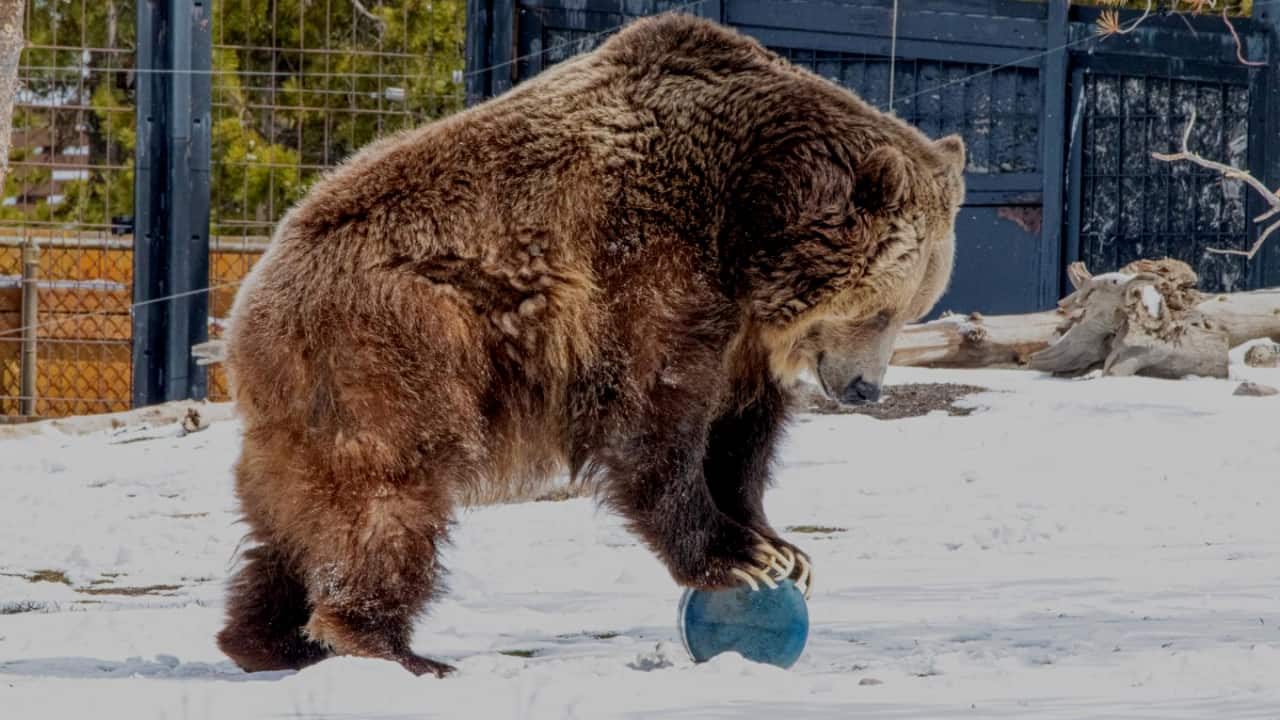 Bear Attacking A Bear Canister