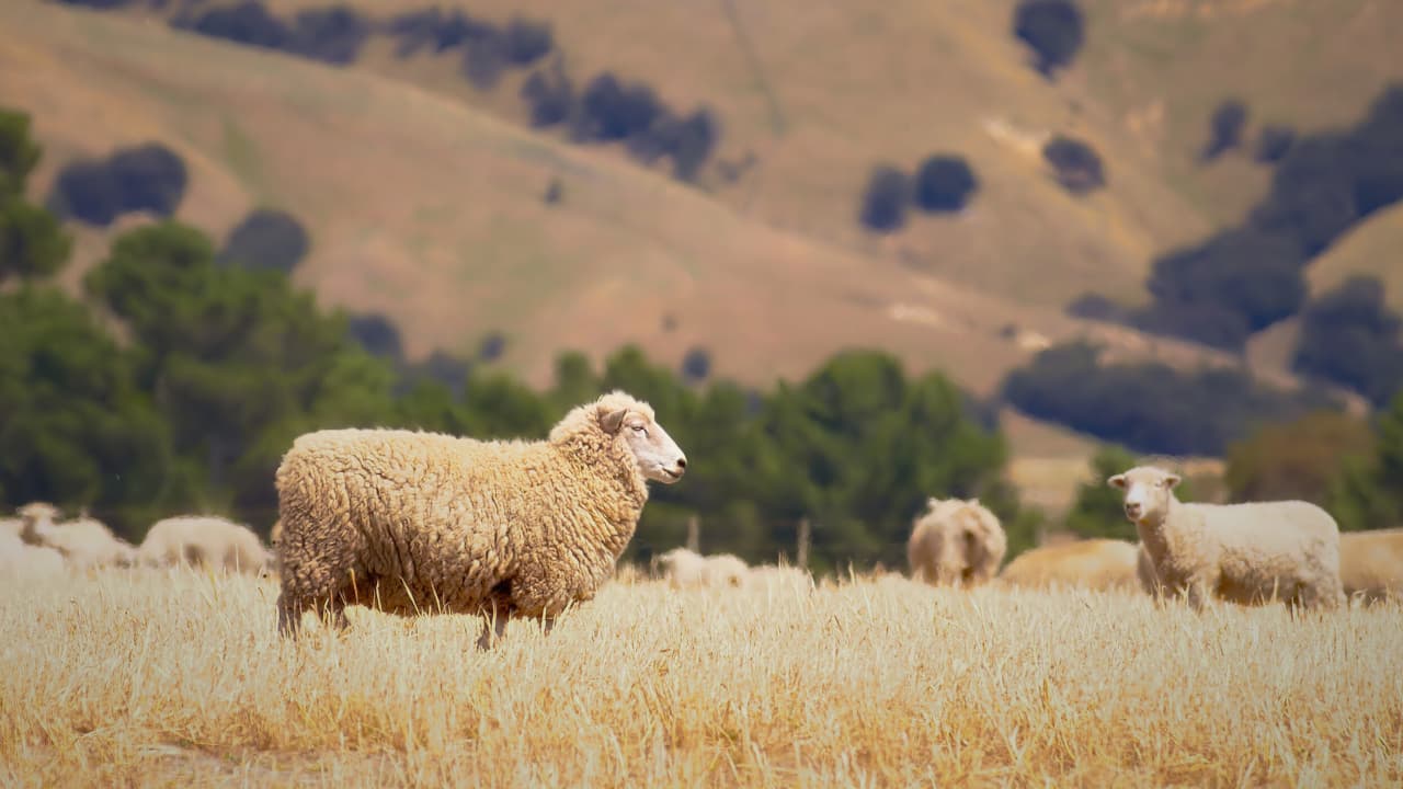 Merino Sheep on a farm their Wool is highly sought after