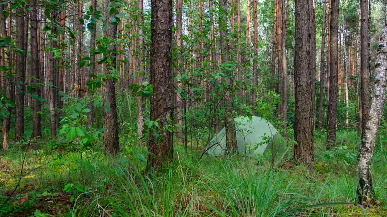 Backpacker is Stealth Camping in the forest off trail